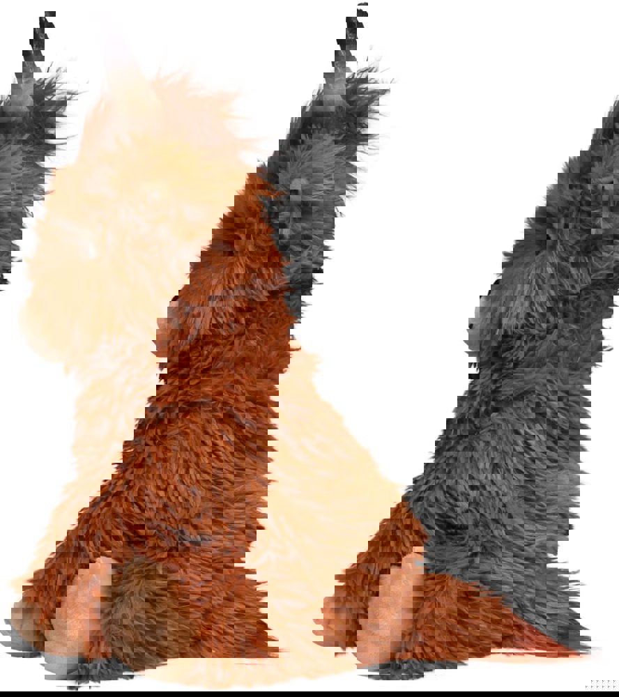 Schottisches Hochlandrind Bobby, braun, L